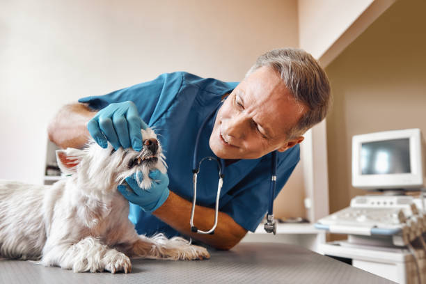 Best Emergency Tooth Extraction in Becker, MN